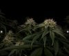 grow-with-medicgrow-smart8-spacementgrown-day42-37.jpg