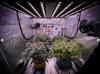 grow-with-medicgrow-smart8-spacementgrown-day42-44.jpg
