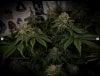 grow-with-medicgrow-smart8-spacementgrown-day47-2.jpg