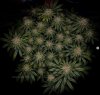 grow-with-medicgrow-smart8-spacementgrown-day49-14.jpg