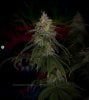 grow-with-medicgrow-smart8-spacementgrown-day49-29.jpg