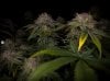 grow-with-medicgrow-smart8-spacementgrown-day55-15.jpg