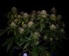 grow-with-medicgrow-smart8-spacementgrown-day55-26.jpg