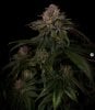 grow-with-medicgrow-smart8-spacementgrown-day55-29.jpg