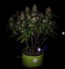 grow-with-medicgrow-smart8-spacementgrown-day55-45.jpg