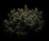 grow-with-medicgrow-smart8-spacementgrown-day66-4.jpg