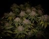 grow-with-medicgrow-smart8-spacementgrown-day66-6.jpg