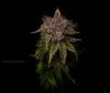 grow-with-medicgrow-smart8-spacementgrown-drying.jpg