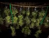 grow-with-medicgrow-smart8-spacementgrown-dry3.jpg
