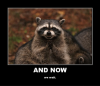 and-now-we-wait-memes-funny-picsfrabz-com-raccoon-memes-51229746.png