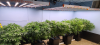 G860X3 Grow Room-Youtube@indoor promised land.png