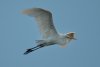 17 Aug egret-17.jpg