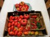 Tomatoes and Peppers 2022.jpg