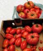 Trump Tomatoes.jpg