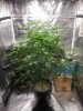 9-9 Day 46 Mango Isle 11 days flowering.jpg