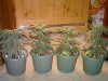 wilt-albums-first-offical-grow-picture74243-4-ladys.jpg