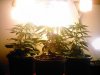 wilt-albums-first-offical-grow-picture74249-soaking-sun.jpg