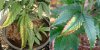 POTASSIUM-deficiency-leaf-and-plant.jpg