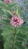 Asclepias_syriaca_7A_lg.jpg