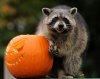 Raccoon-Halloween.jpg
