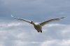 white-beautiful-goose-with-long-wings-flying-sky_181624-47709.jpg