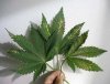 incorrect-ph-cannabis-sm.jpg