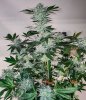 haole Moonshine #5 week 8-3.jpg