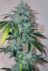 haole moonshine #46 harvest week 9-4.jpg