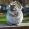 fat-squirrels14.jpg