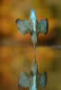 Alan Mcfadyens perfect kingfisher dive photo.jpg