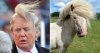 animals-that-look-like-donald-trump.jpg