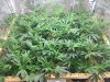 cannabis CM#1 1-22-23 25 veg.JPG
