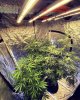 INS@iwetmyplants_420-SE3000-Everyday these girls are changing. Mid week four.jpg