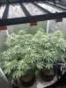 SE5000-About 4 weeks into flower.jpg