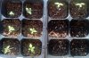 seedlings-1-week.jpg