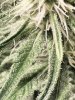 6930715_grow-journal-by-darklordmelkorministry-of-cannabisgod-s-glue-feminized.jpg