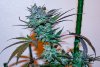 haole moonshine #3 - week 11.6-3.jpg