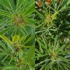 hemp-russet-mite-leaf-curling-on-cannabis.jpg
