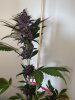 IMG_2241.jpeg