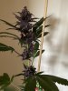 IMG_2240.jpeg
