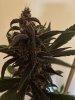IMG_2238.jpeg