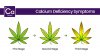 Nutrient_Deficiencies_in_Cannabis-calcium.jpeg