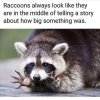 raccoons-always-look-like-they-are-middle-telling-story-about-big-something.jpeg