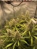 IMG_6026.jpeg