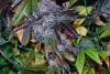 obama kush week 10 harvest day small format-8.jpg