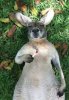 stoned kangaroo.jpg