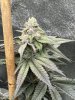 IMG_0722.jpeg