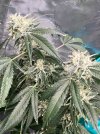 IMG_9305.jpeg