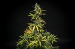 4595585_grow-journal-by-butterflieslittlefarmroyal-queen-seedsmimosa-automatic.jpg