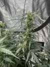 IMG_7187.jpeg